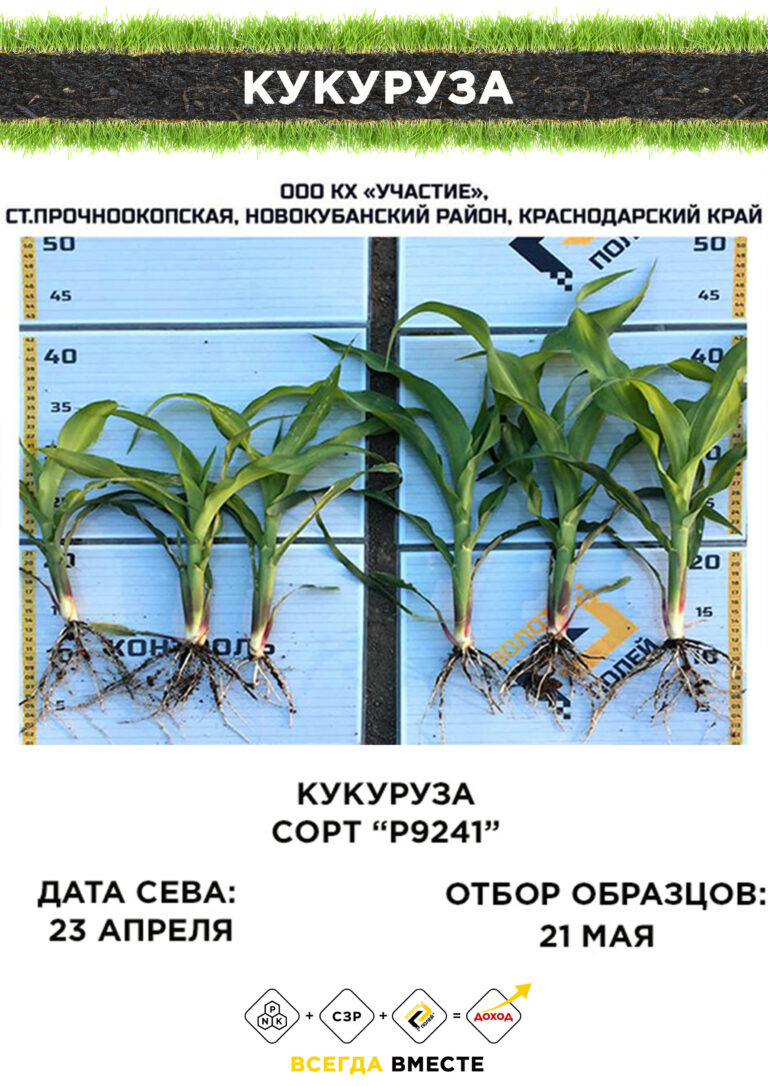 Кукуруза Р9241 Золото Полей