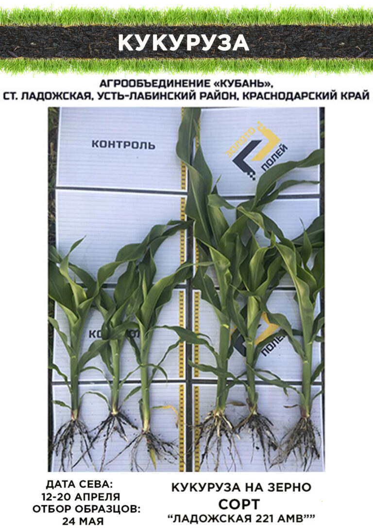 Кукуруза на зерно Золото Полей