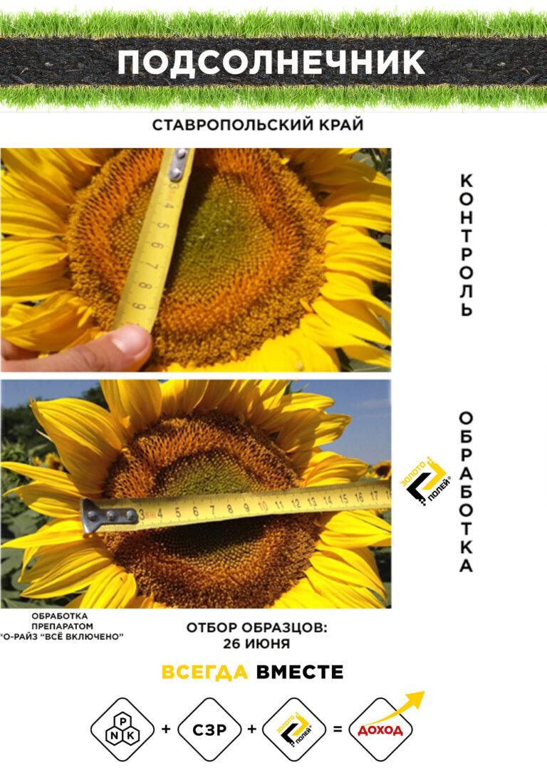 Подсолнечник Золото Полей